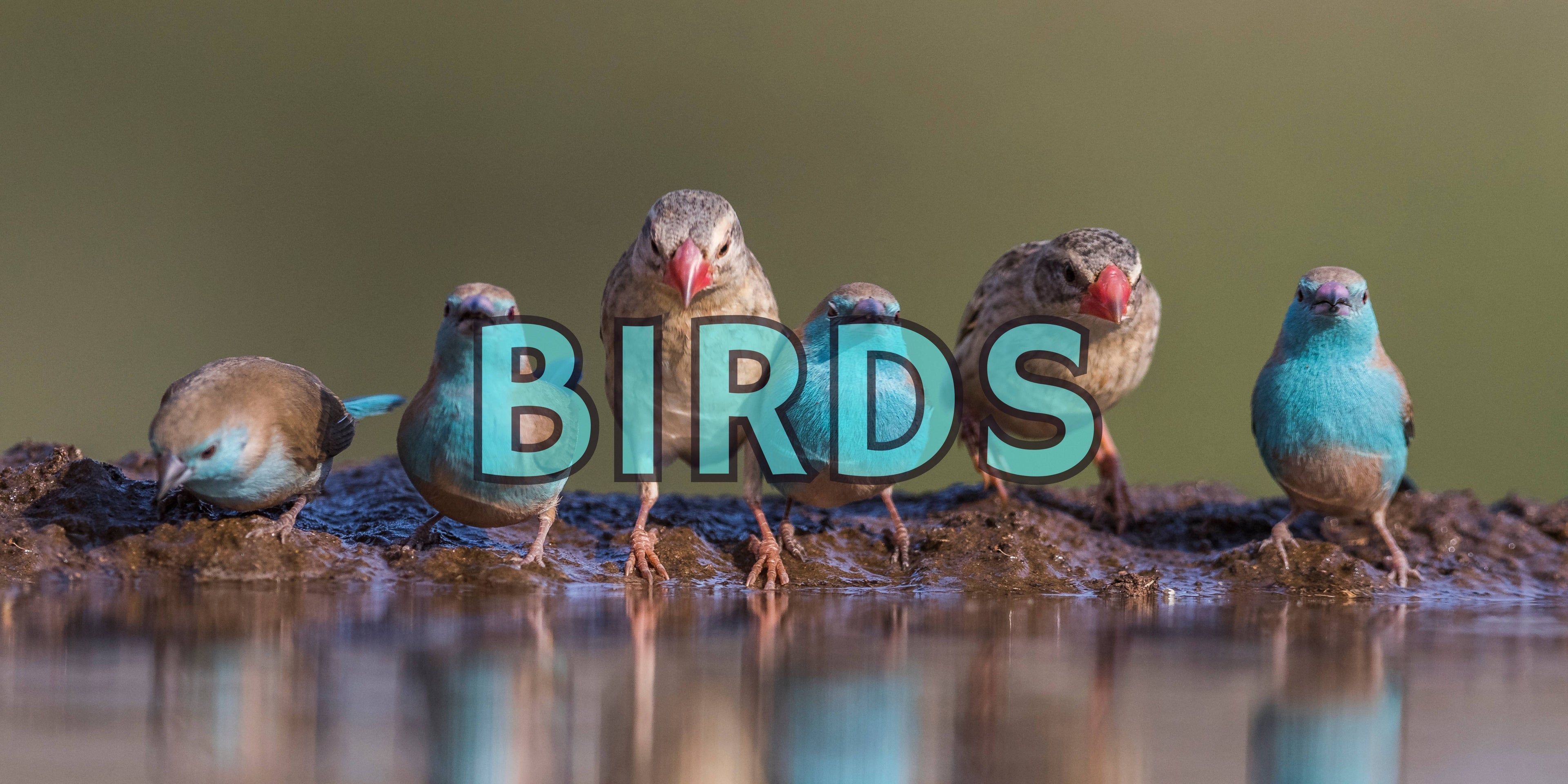 Birds