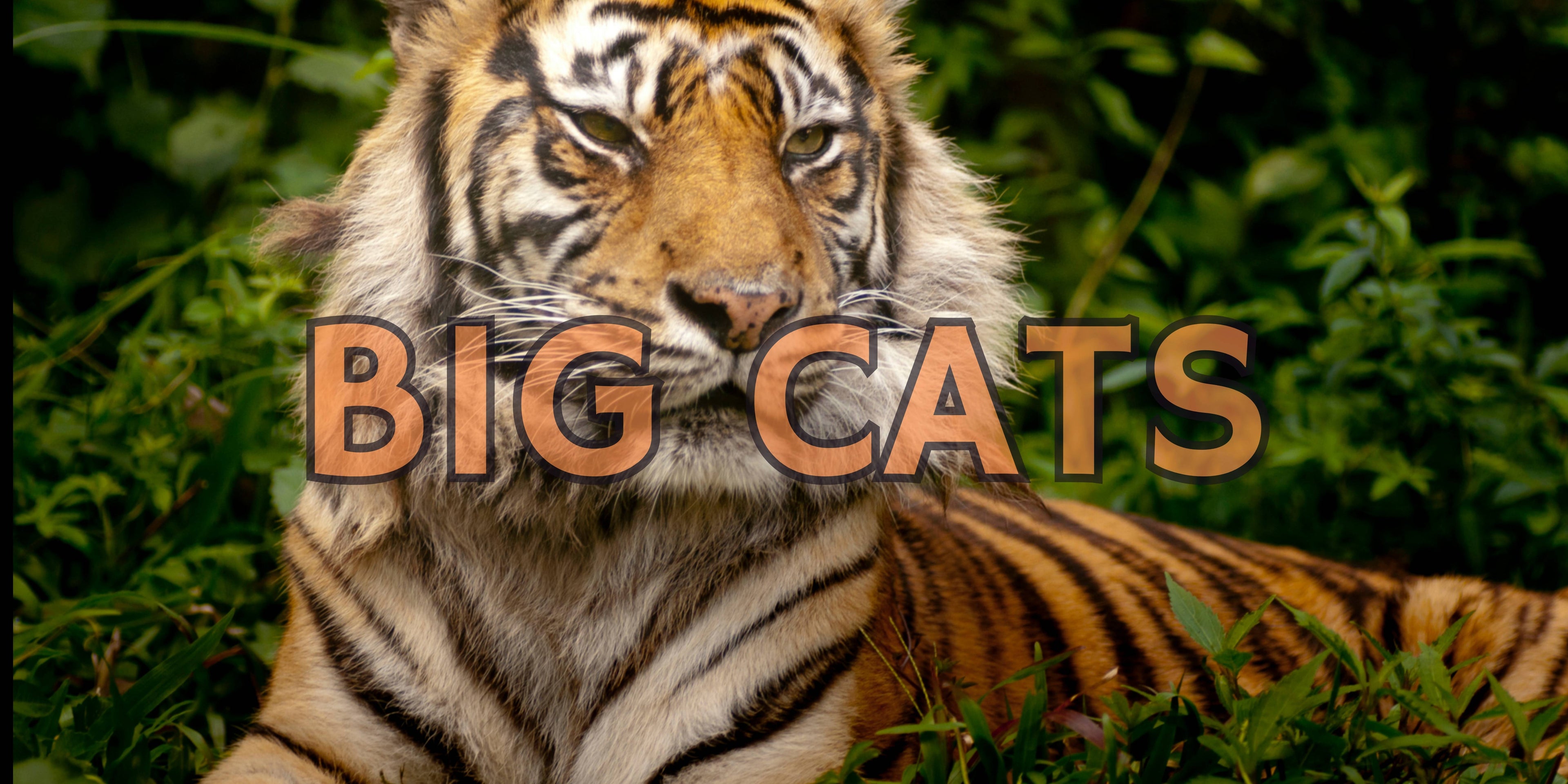 Big Cats
